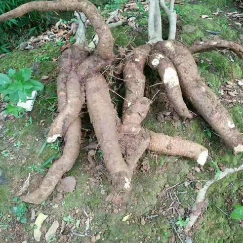 中药玉郎伞功效