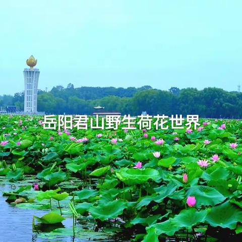 君山团湖赏荷//方思来