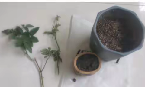 月季花：一次不一样的“成长”