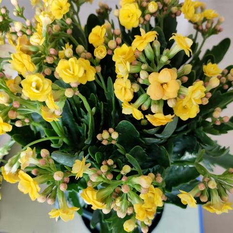 感恩有您    温暖如花——景丰中小学五年级三班“三八”妇女节主题活动