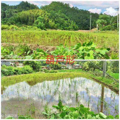 样方耕地水稻种植进展