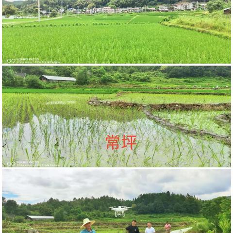 样方耕地水稻种植情况