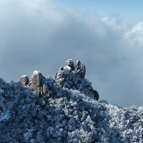 一场雪，惊艳了花台的初春