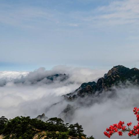 春游江淮 请来池州 | 花云之约：杜鹃和云海的唯美邂逅