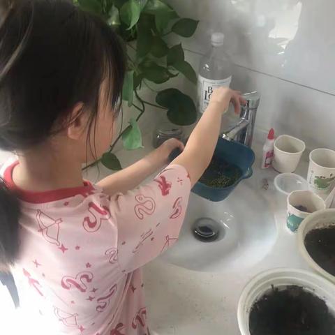 劳动遇见美好——詹雅涵暑期种植实践