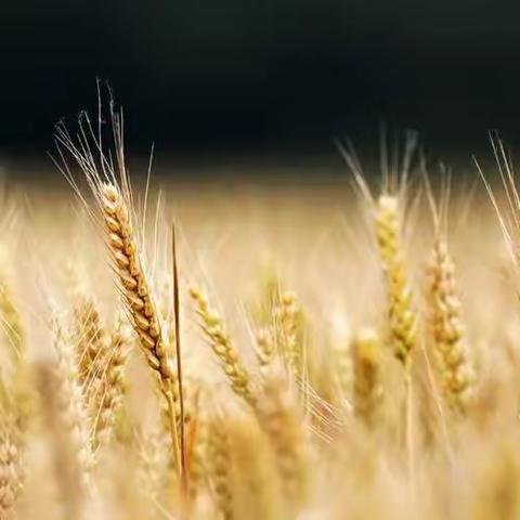 🌾小麦的一生🌾