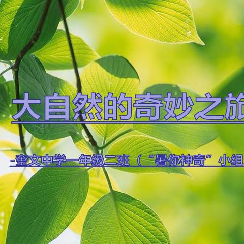 《大自然的奇妙之旅》-奎文中学一年级二班-“暑你神奇”小组