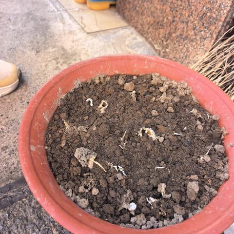 大蒜种植观察日记