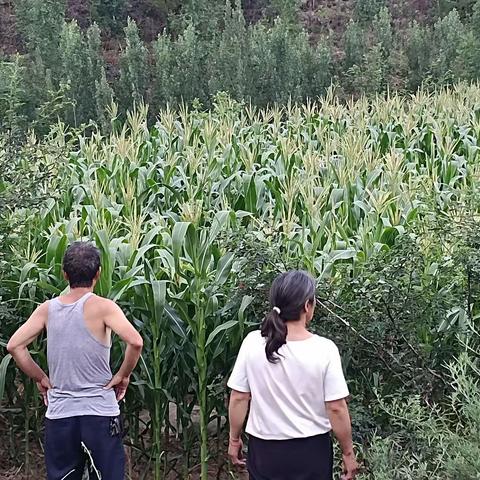 新庄村经排查没有种植罂粟和大麻