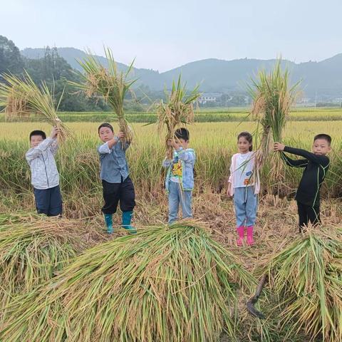 风吹稻花香，秋收好丰景 “春种秋收·晚稻开镰”裴家小学劳动教育实践活动纪实