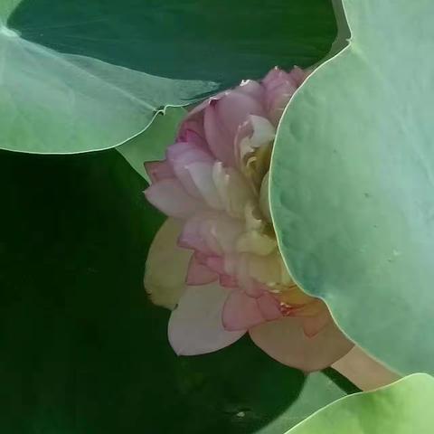 惟有绿荷红菡萏