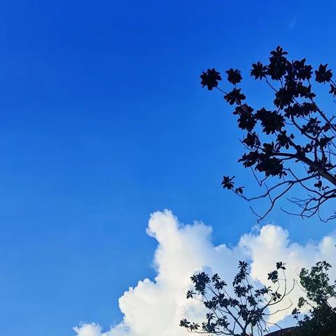 没有情绪的夏天