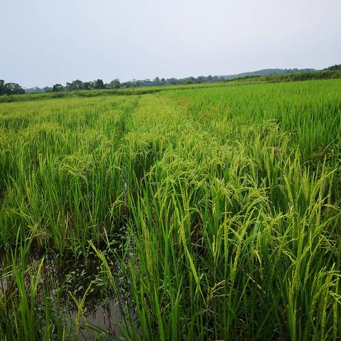 水稻早穗的原因及补救措施