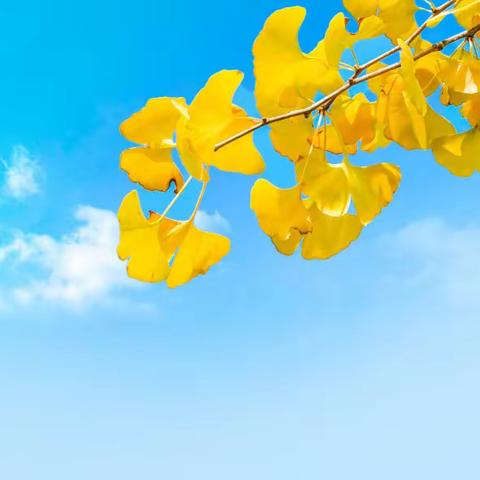 稻香村旗舰店入驻五原城力华园：五原县稻香村中粮优品中茶旗舰店正式开业啦!