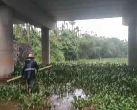 水声水库管理所全力以赴清理水浮莲