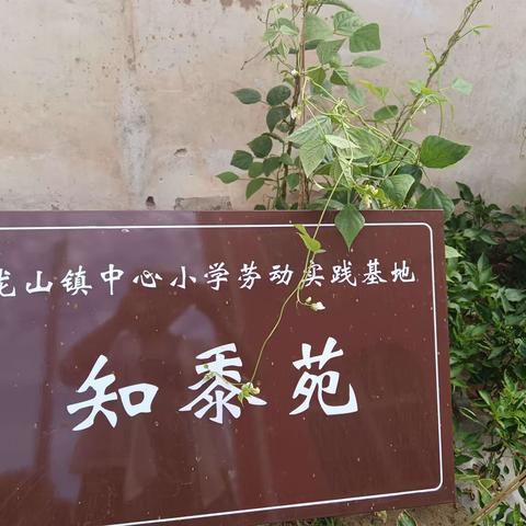 劳动砺心志，实践促成长