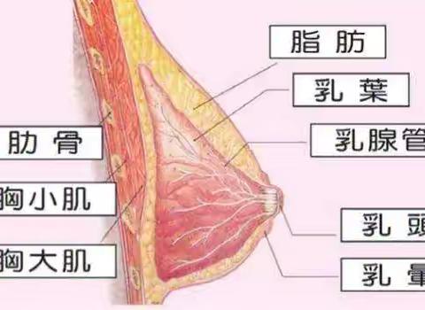 不疼≠没病 看清乳房“表情”