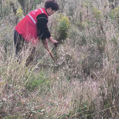 标题：铲除一只黄花，维护生态安全