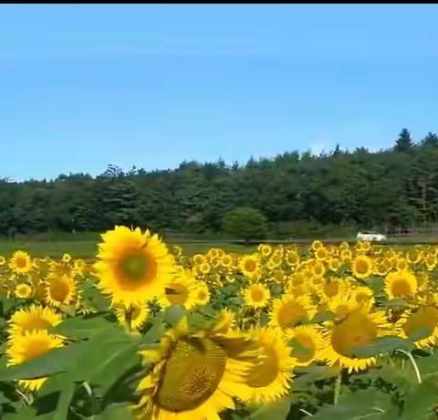 “采撷秋光一处，共赏优课芳华”第二届精研杯小学美术学科教师课堂教学竞赛活动