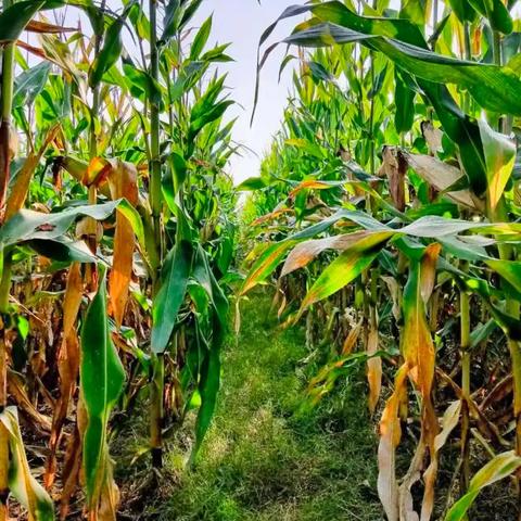 畅享丰收，趣运无限 ——玉米地里的“剥皮大作战”