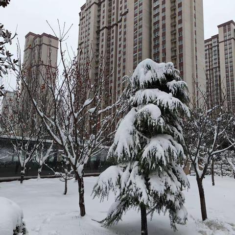 最美不止冬日雪，更有扫雪物业人