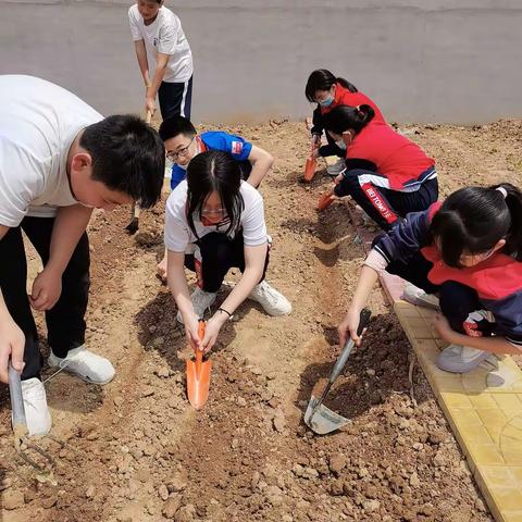 劳动砺心志，实践促成长——北铜冶小学六年级种植记录
