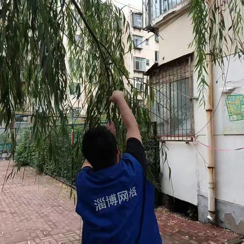 兴东社区网格员修剪垂柳，优化居民生活环境