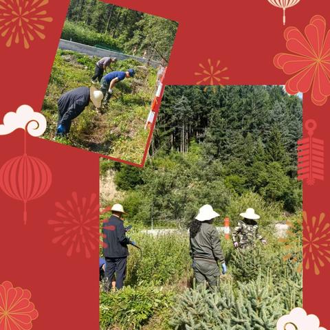 苗圃除草活动：守护绿意，凝聚力量