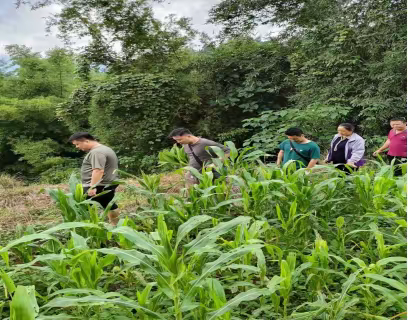 关于通什镇南定村委会提前完成保粮任务的简讯