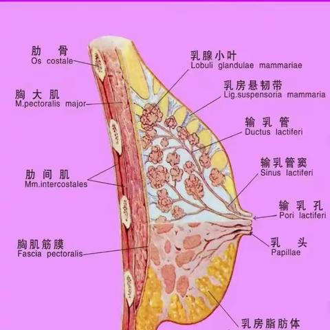 复肿学习––三阴型乳腺癌相关治疗