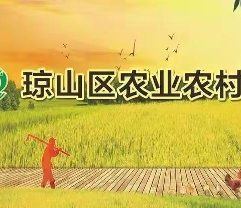 琼山区农业农村局在大坡镇举办科学种植与土壤改良技术培训班