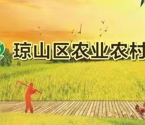 琼山区农业农村局开展秸秆综合利用和科学施肥技术指导服务工作