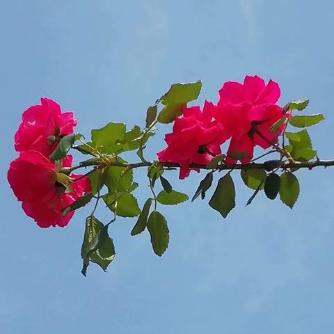 华润置地西园案场保洁2024.5月份工作月报