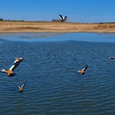 【红石榴微课堂】铸牢中华民族共同体意识应知应会知识（第一百八十讲）