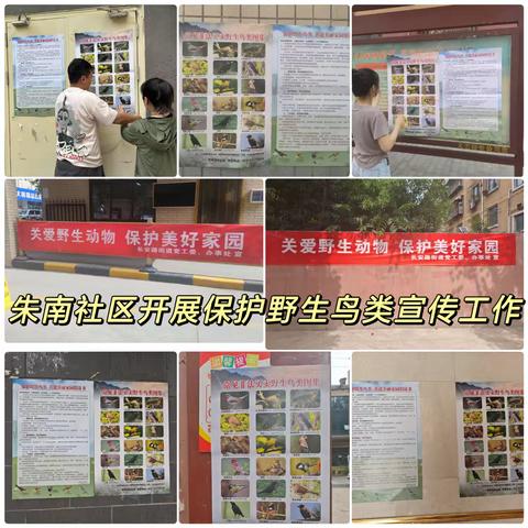 守护天空精灵：共筑野生鸟类保护防线—朱南社区开展野生鸟类保护宣传及巡查工作