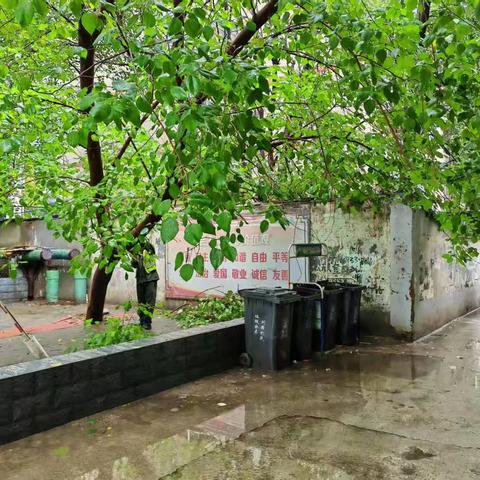 “树线纠葛”隐患消除记：社区联动城管，守护居民安全