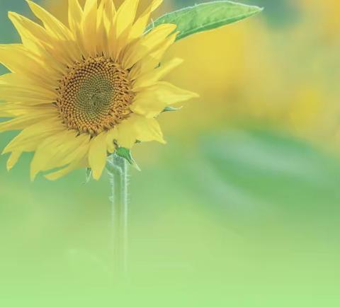 🎈萌娃悦宝 🎉同乐童趣——祥和水晶幼儿园暑期系列活动之六——夏至秋来，立秋到🍂