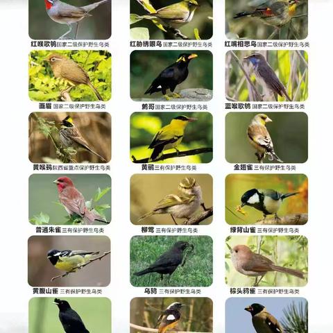 【莲湖·西关】“呵护万千生灵，共建美好家园”民航社区开展野生动物宣传排查活动