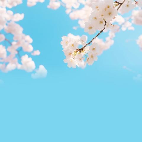 省级项目（2024）——陕西省小学校长高级研修活动纪实