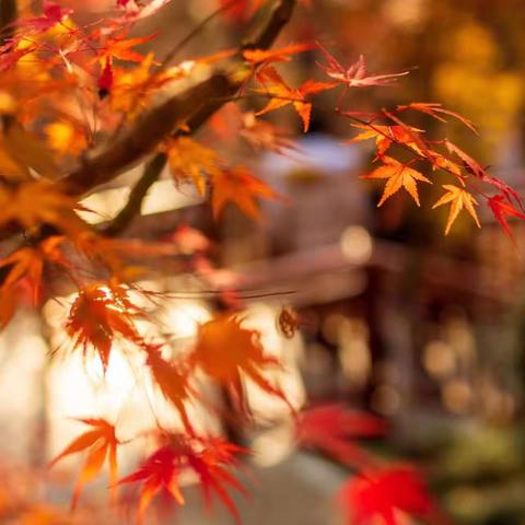 龙泉街道育杰幼儿园———秋分至·秋意浓