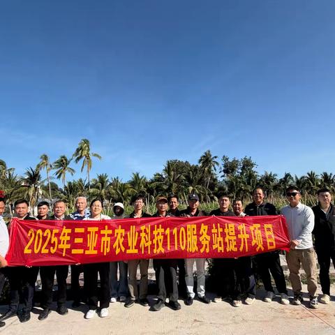 农业科技110:三亚市热科院开展圣女果新品种嫁接苗示范现场观摩会