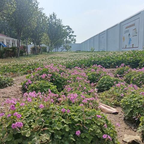 喜迎开学季，奋力新启航——金乡县兴隆镇任庄小学2025年暑假开学准备工作