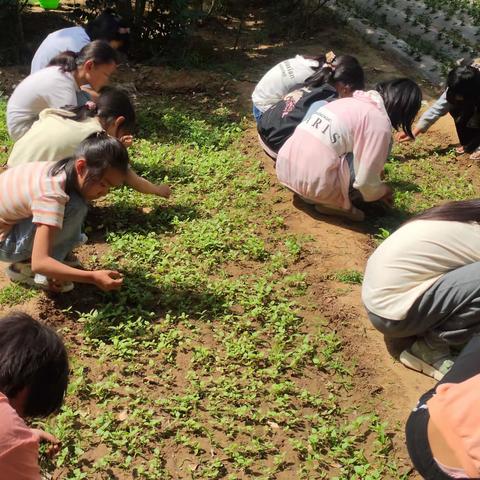 2023——2024学年中牟县韩寺镇马家学校招生通告