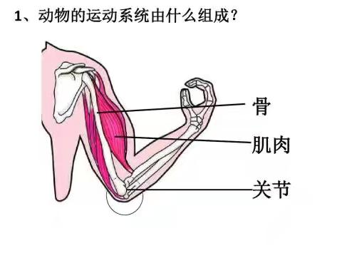 体育训练中的杠杆原理