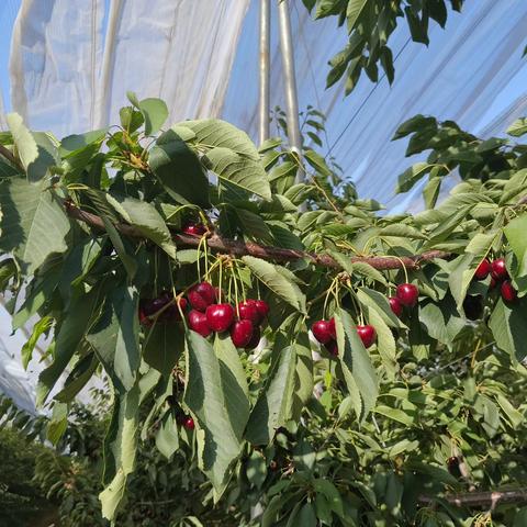 车厘子采收正当时｜从枝头到舌尖，农投人的“甜蜜”接力