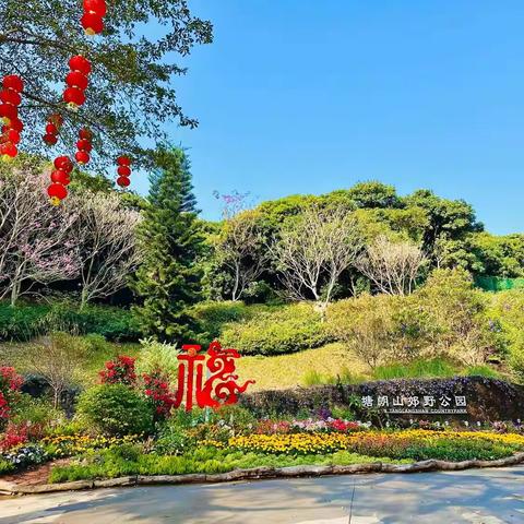 深爱公园 巳巳如意 | 深圳中部郊野公园群蛇年春节氛围感爆棚