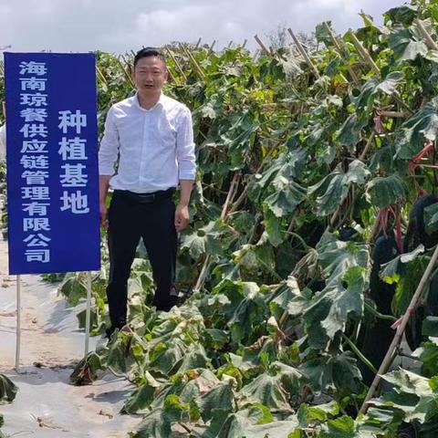 产销对接破“寒冰”，8000斤冬瓜“暖”了农民心