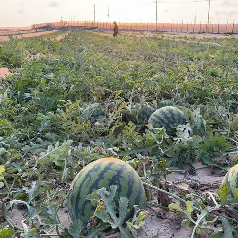 党建引领“甜蜜”助农 万斤西瓜“甜”了民心 ——全美村消费助农行动破解滞销难题