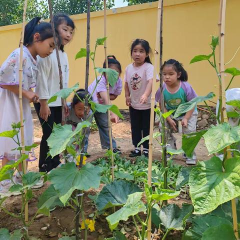 一起走进小菜园里植物的天地—泰山景区马套文蕾幼儿园