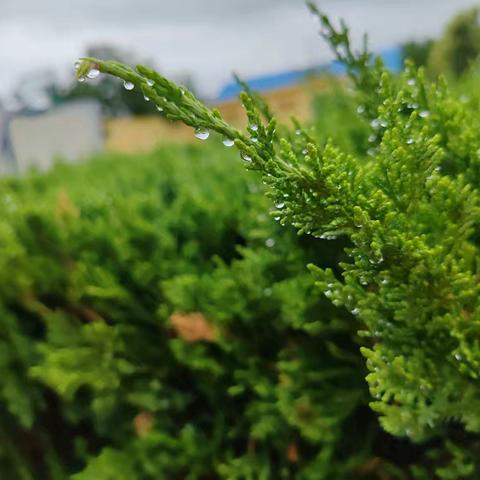 看，蜗牛🐌🐌🐌——观察自然，用心探索